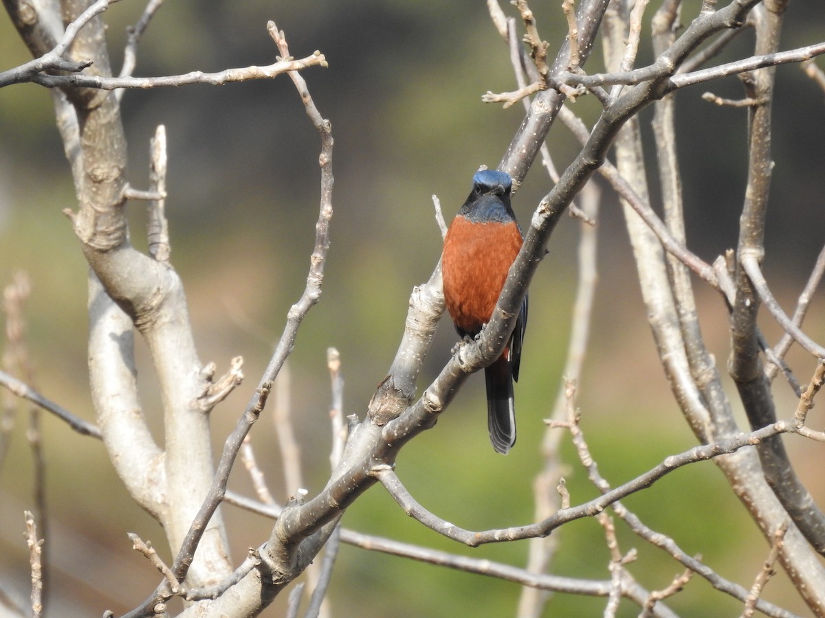 Chestnut-bellied Rock-Thrush - ML526927821