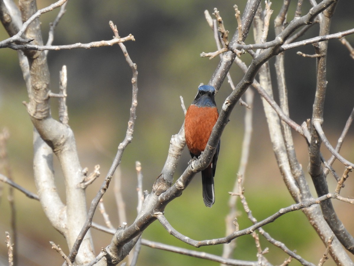 Chestnut-bellied Rock-Thrush - ML526927831