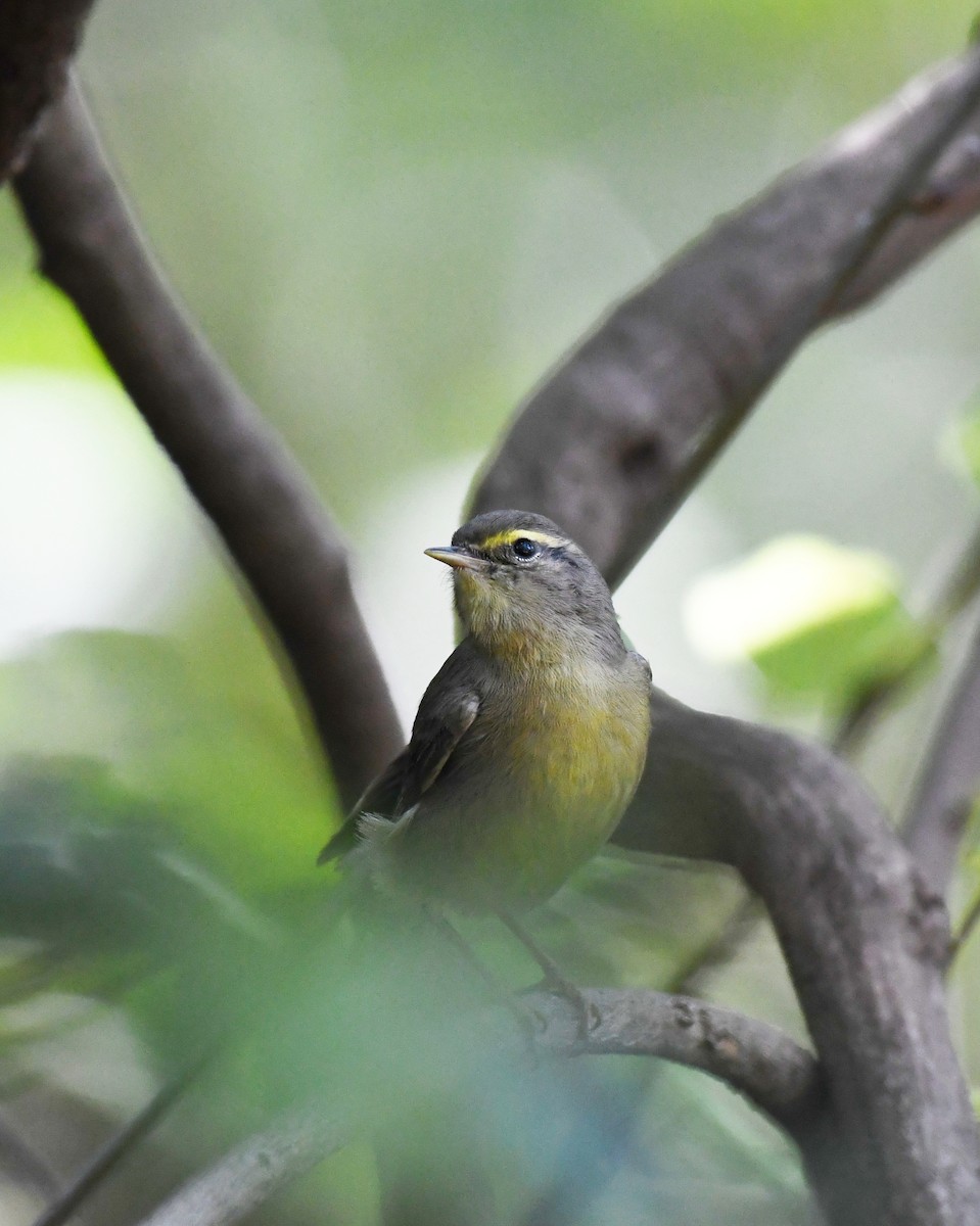 Sulphur-bellied Warbler - ML526927841