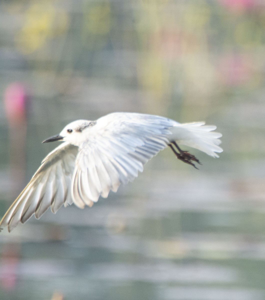 Whiskered Tern - ML526928091