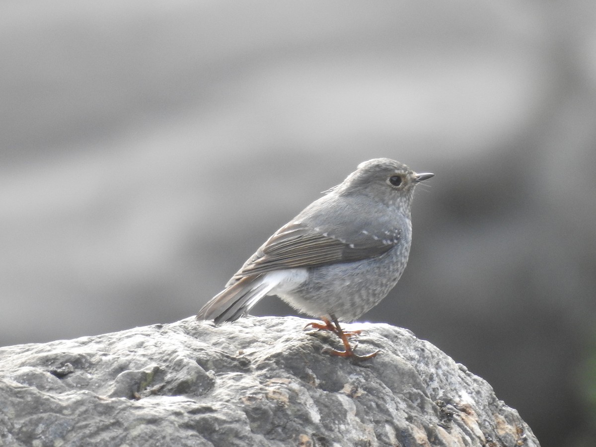 Plumbeous Redstart - ML526928241