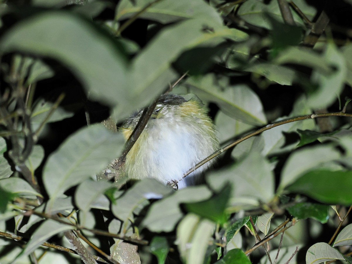 Puff-throated Bulbul (Puff-throated) - ML526928501