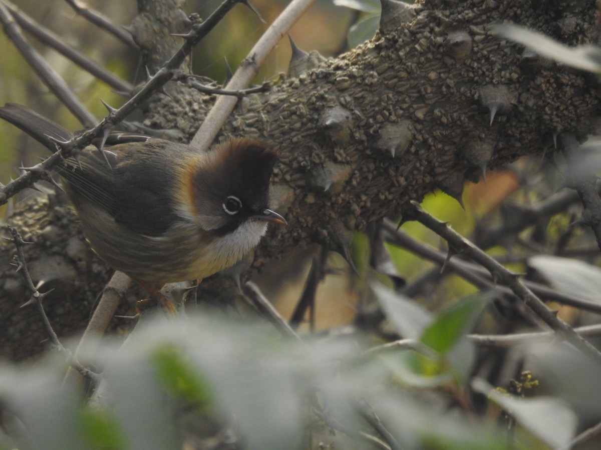 Whiskered Yuhina - ML526928701