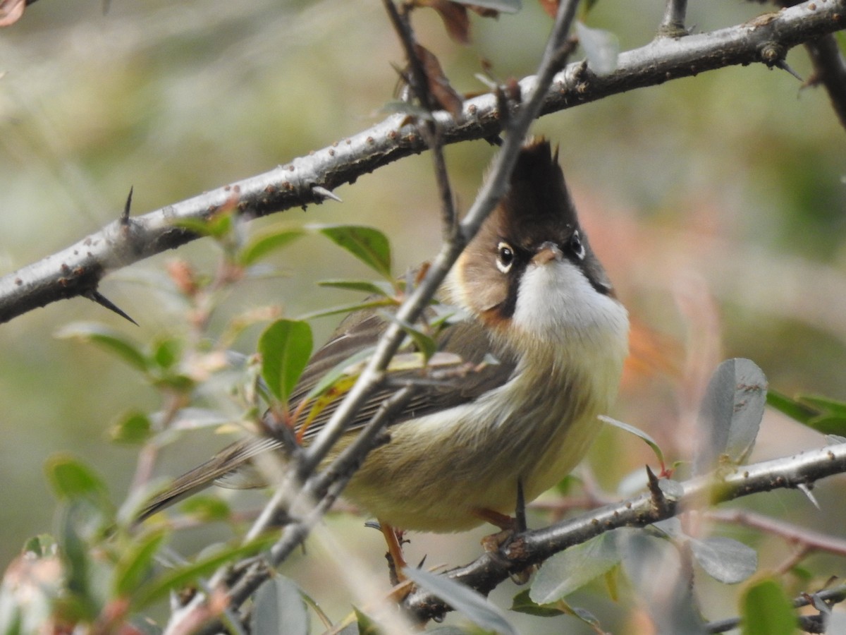 Whiskered Yuhina - ML526928711