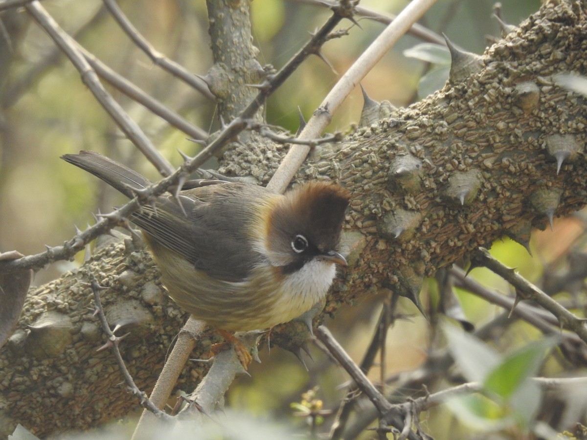 Bıyıklı Yuhina - ML526928721