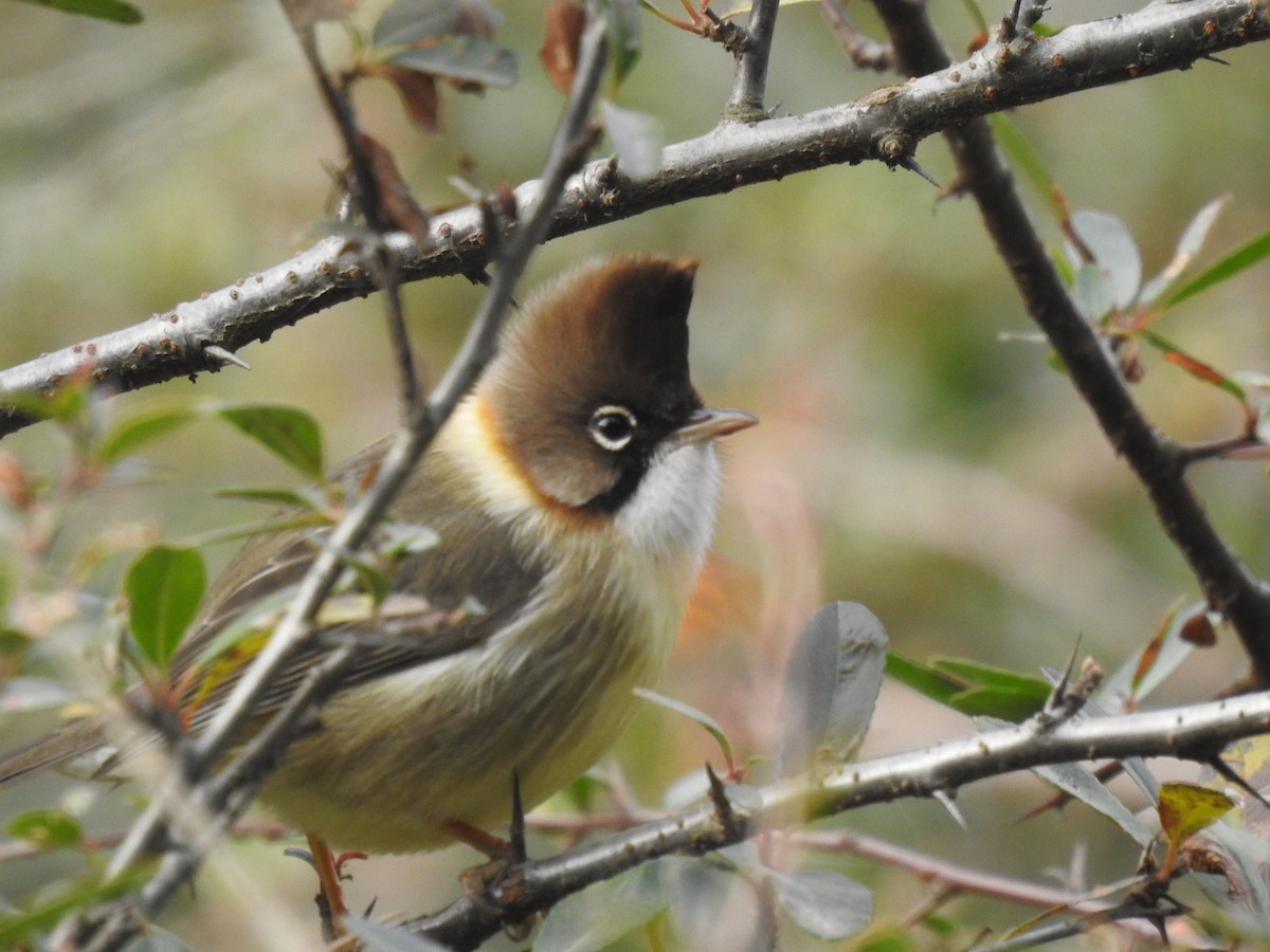 Whiskered Yuhina - ML526928731