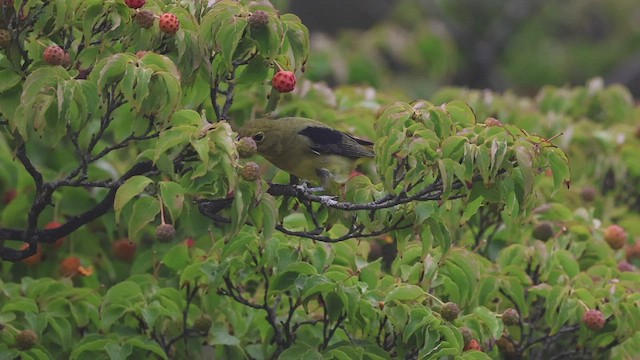 Scarlet Tanager - ML526928771