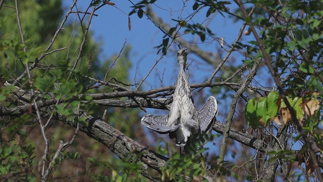 Yellow-crowned Night Heron - ML526928881