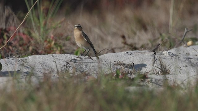 Northern Wheatear - ML526928981