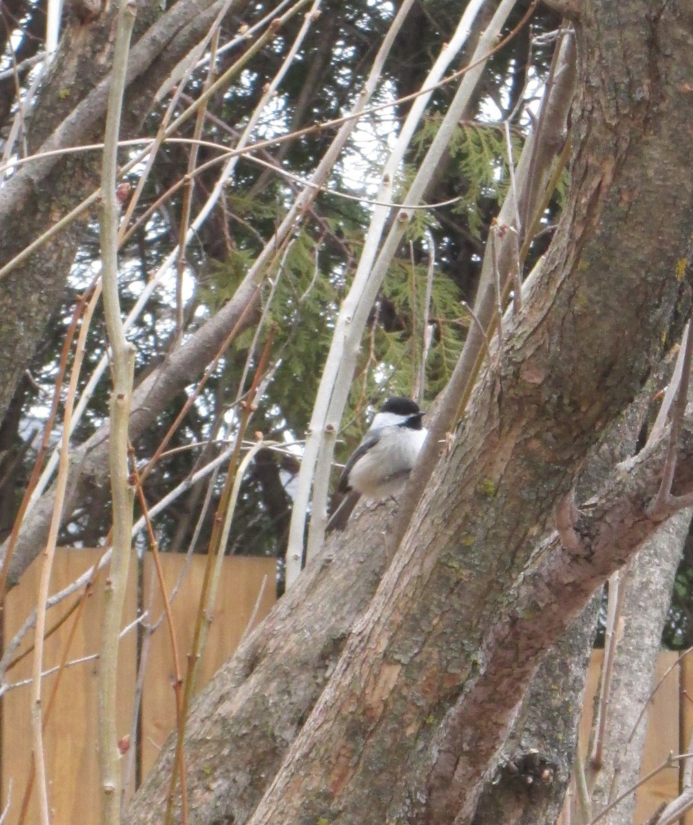 Black-capped Chickadee - Jennifer Burridge