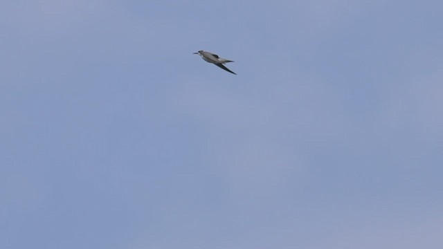 Black Tern - ML526929371