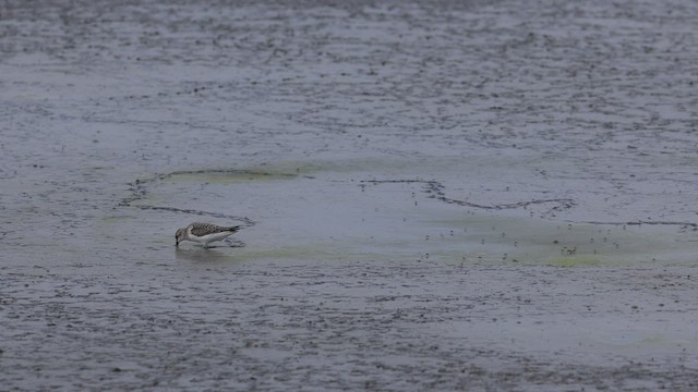 Semipalmated Sandpiper - ML526929501