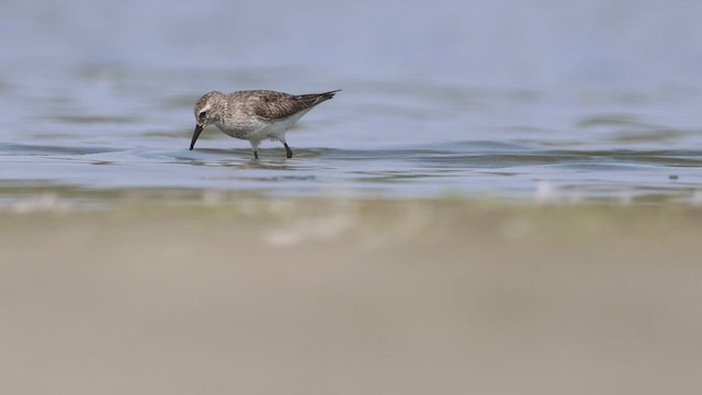 Weißbürzel-Strandläufer - ML526929811