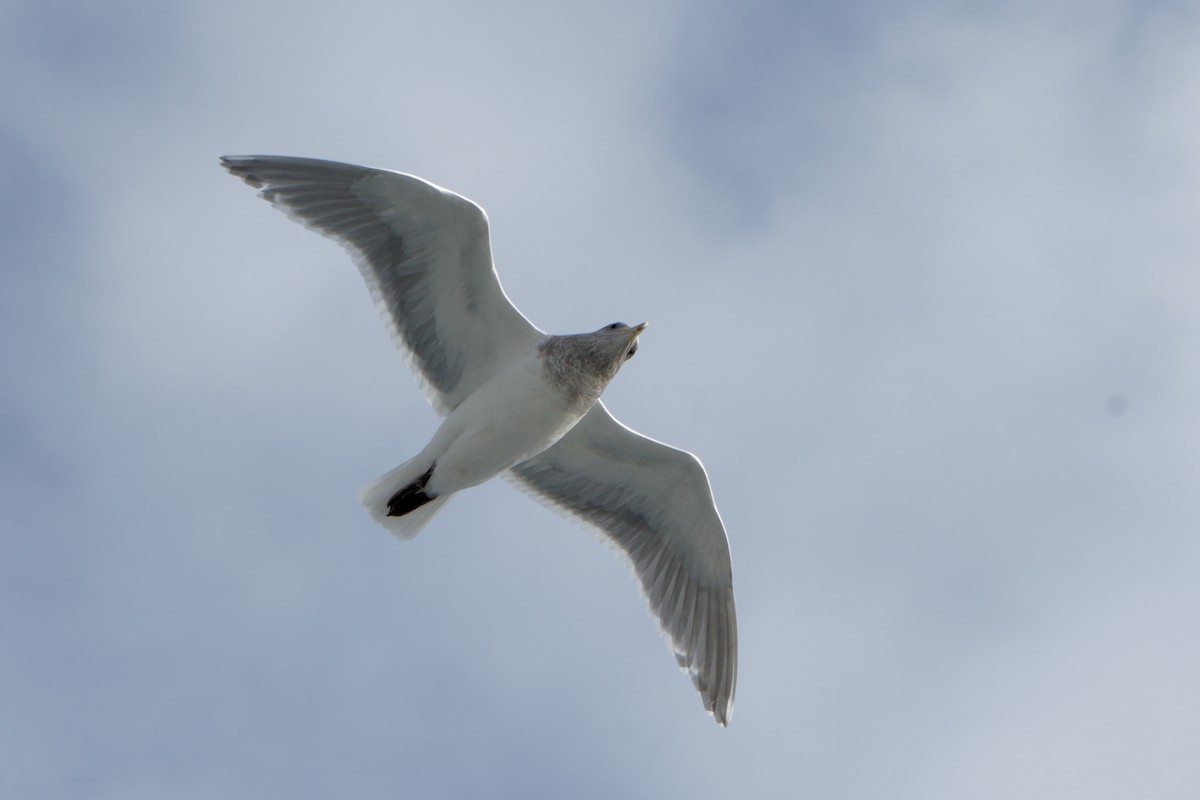 Glaucous-winged Gull - ML526930681