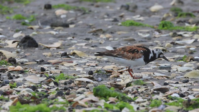 Ruddy Turnstone - ML526930971