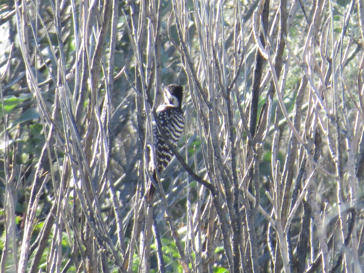 Ladder-backed Woodpecker - ML526931111