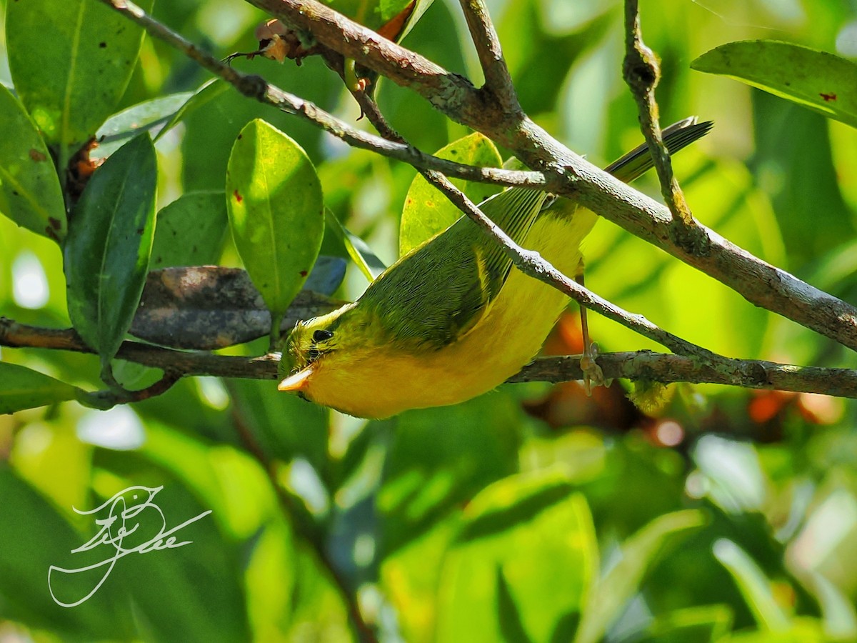 Hainan Leaf Warbler - ML526931121