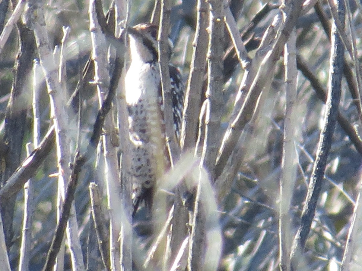 Ladder-backed Woodpecker - Alexander Koonce