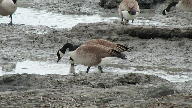 Canada Goose eBird