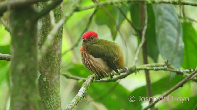 Striolated Manakin - ML526931541