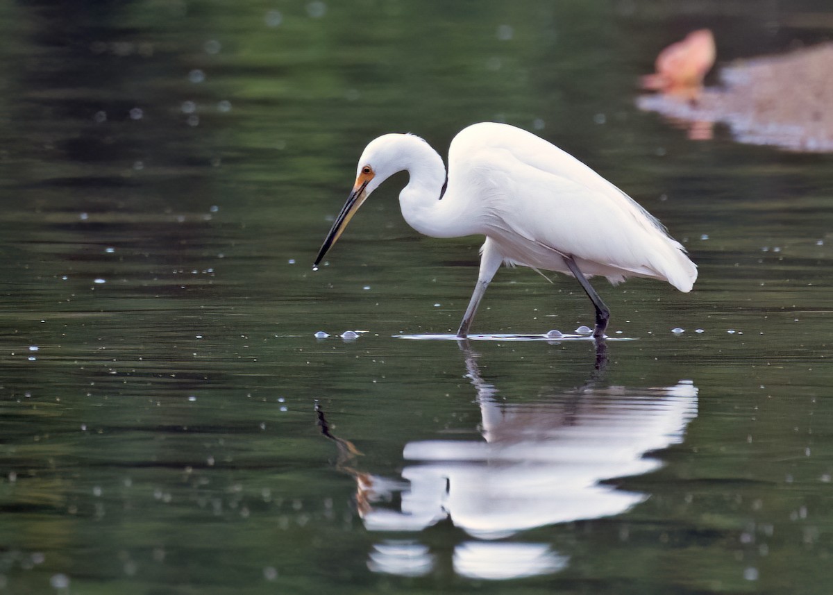 Little Egret - ML526931601