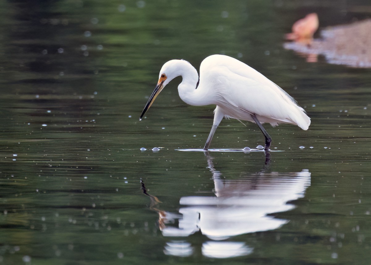 Grande Aigrette - ML526931601