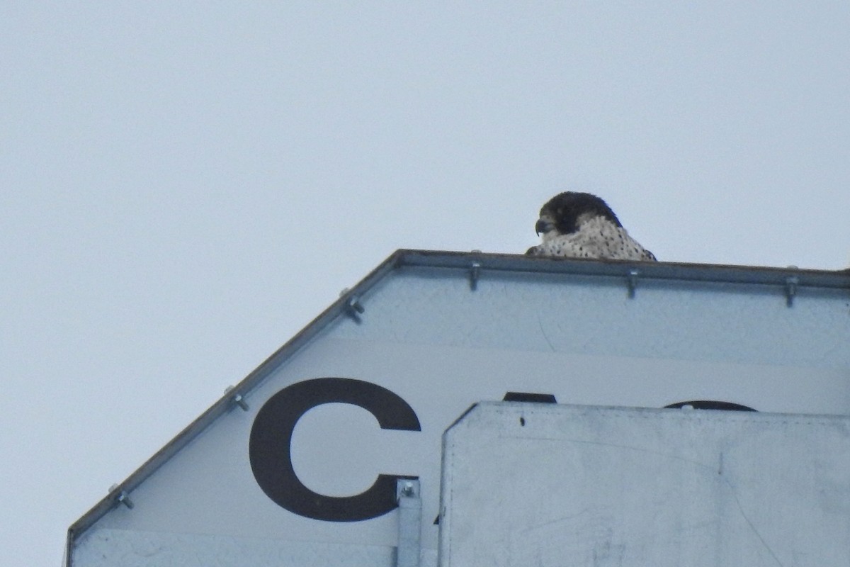 Эгэл шонхор - ML526932651