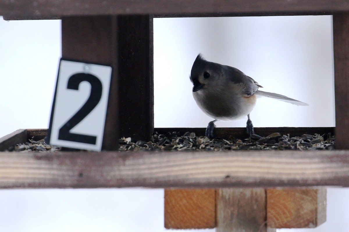 Tufted Titmouse - ML526932721