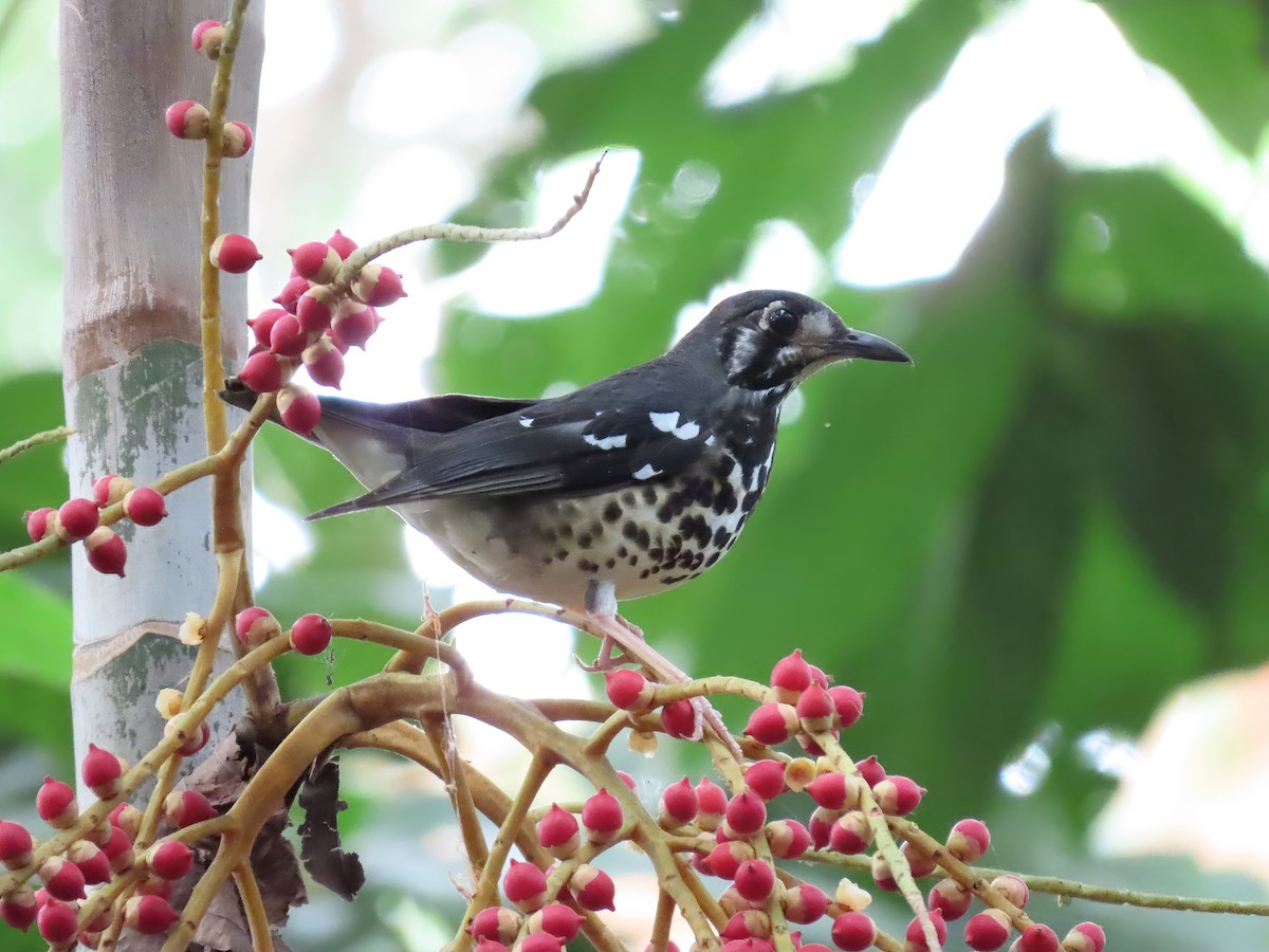 Ashy Thrush - Jörg Hanoldt