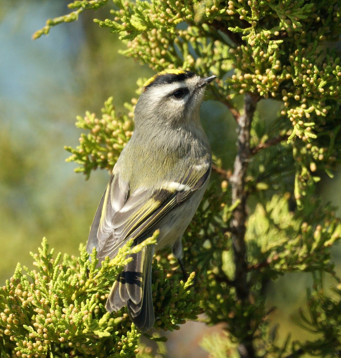 Golden-crowned Kinglet - ML526933501