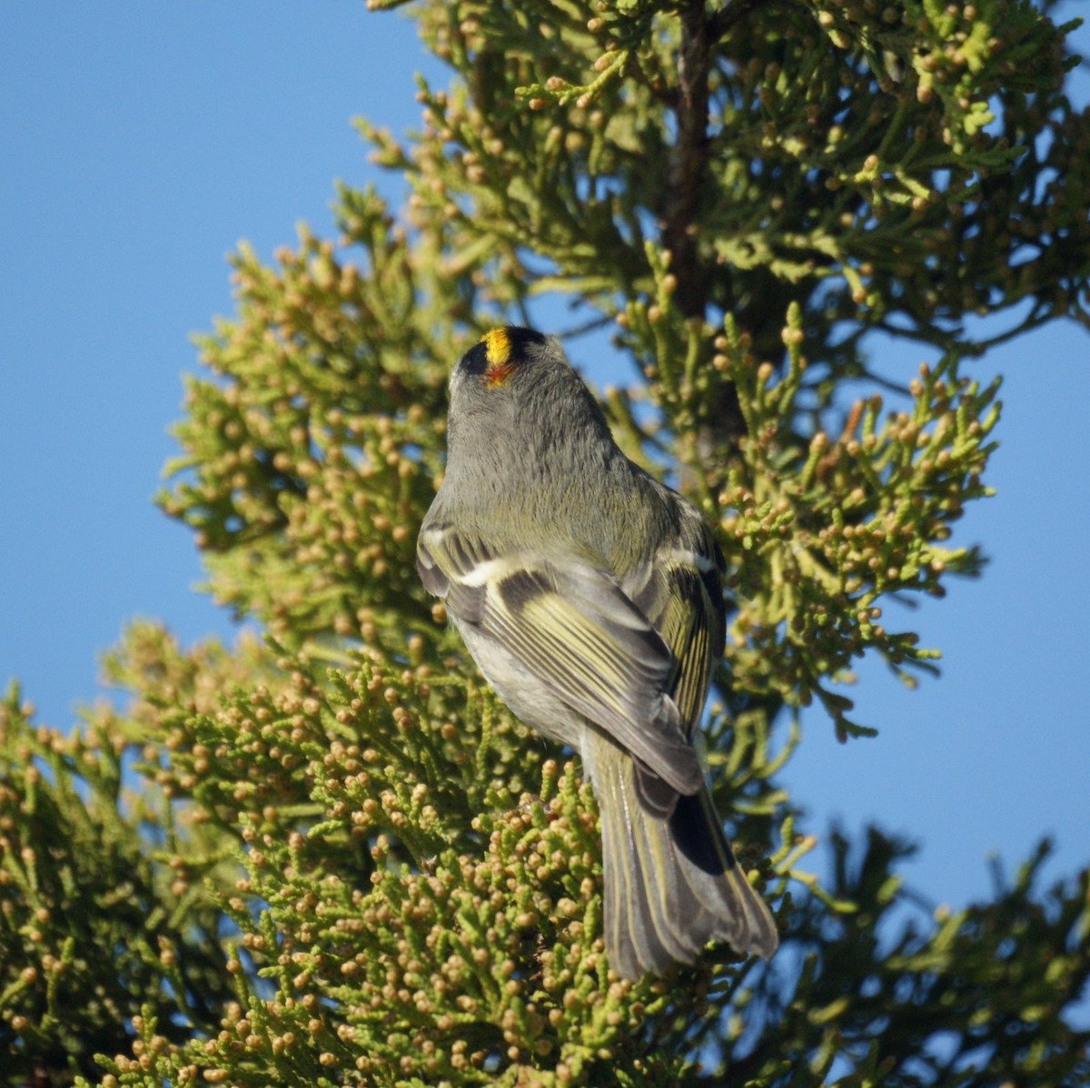 Golden-crowned Kinglet - ML526933511