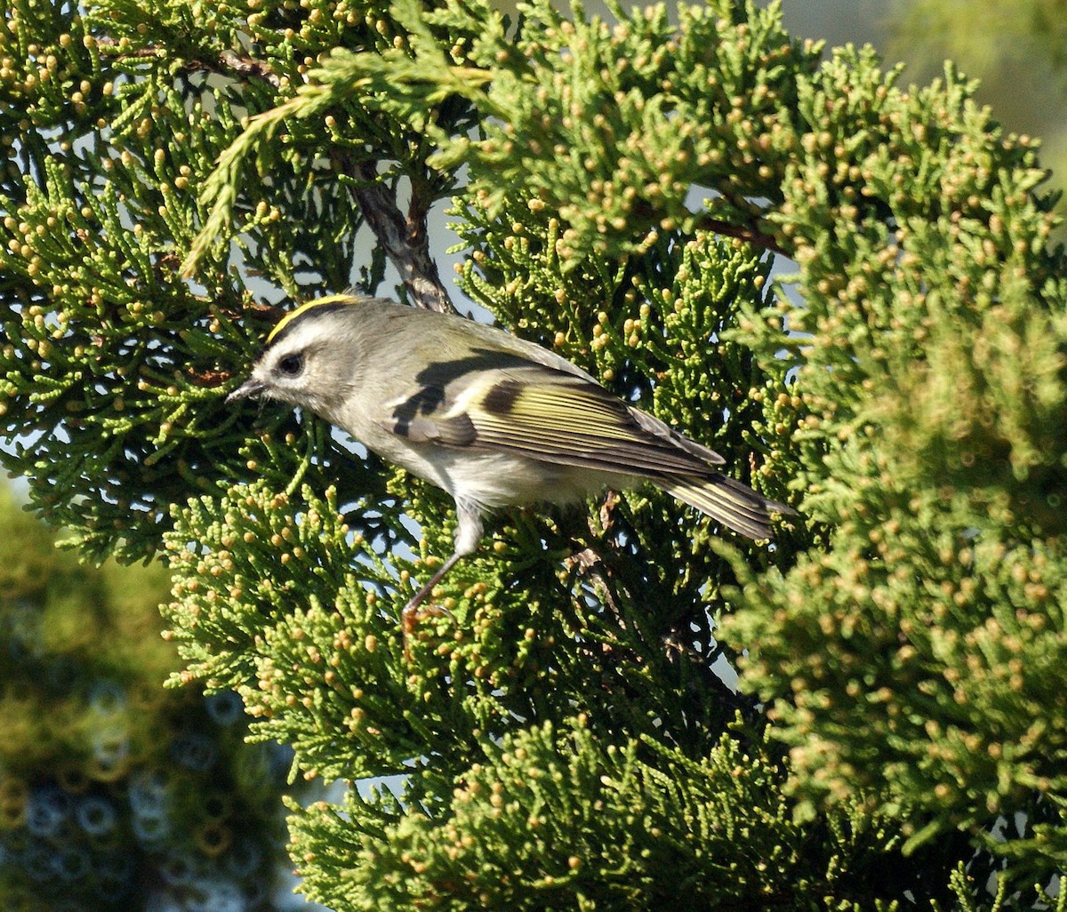 Golden-crowned Kinglet - ML526933521