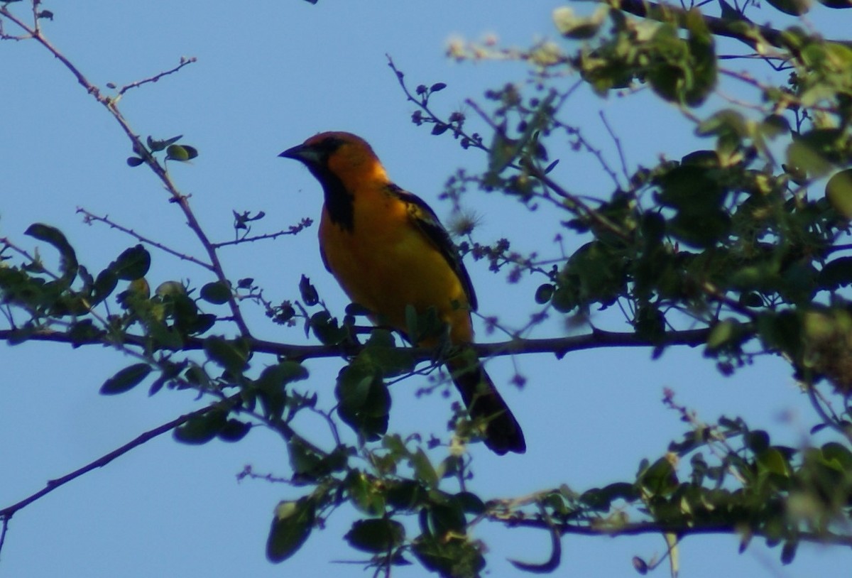 Oriole à gros bec - ML526933871