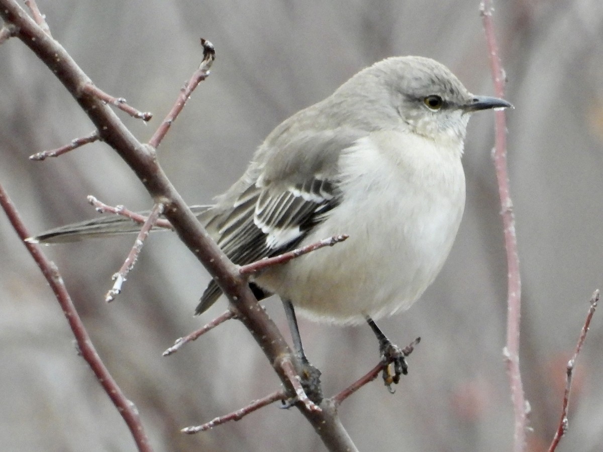 Northern Mockingbird - ML526933901