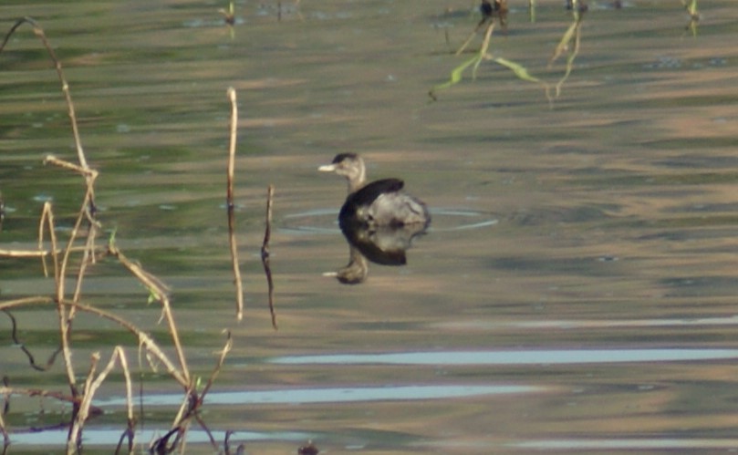 Least Grebe - ML526934231