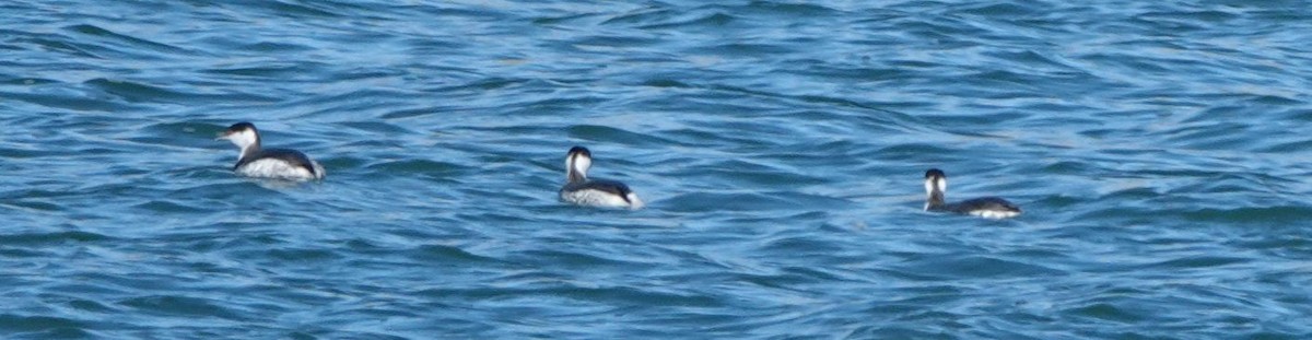 Horned Grebe - ML526934291