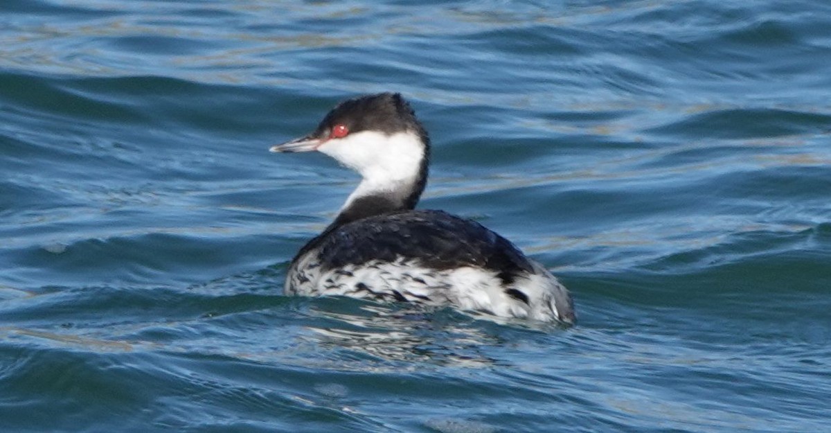 Horned Grebe - ML526934331