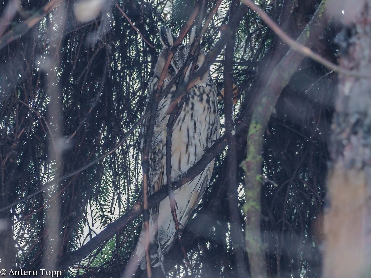 Long-eared Owl - ML526934341