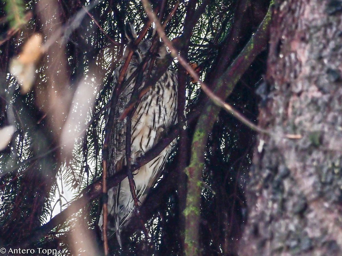 Long-eared Owl - ML526934351