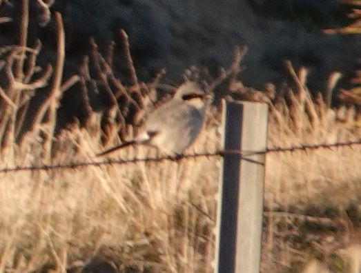 Loggerhead Shrike - ML526934671