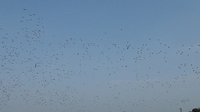 Lesser Whistling-Duck - ML526934681