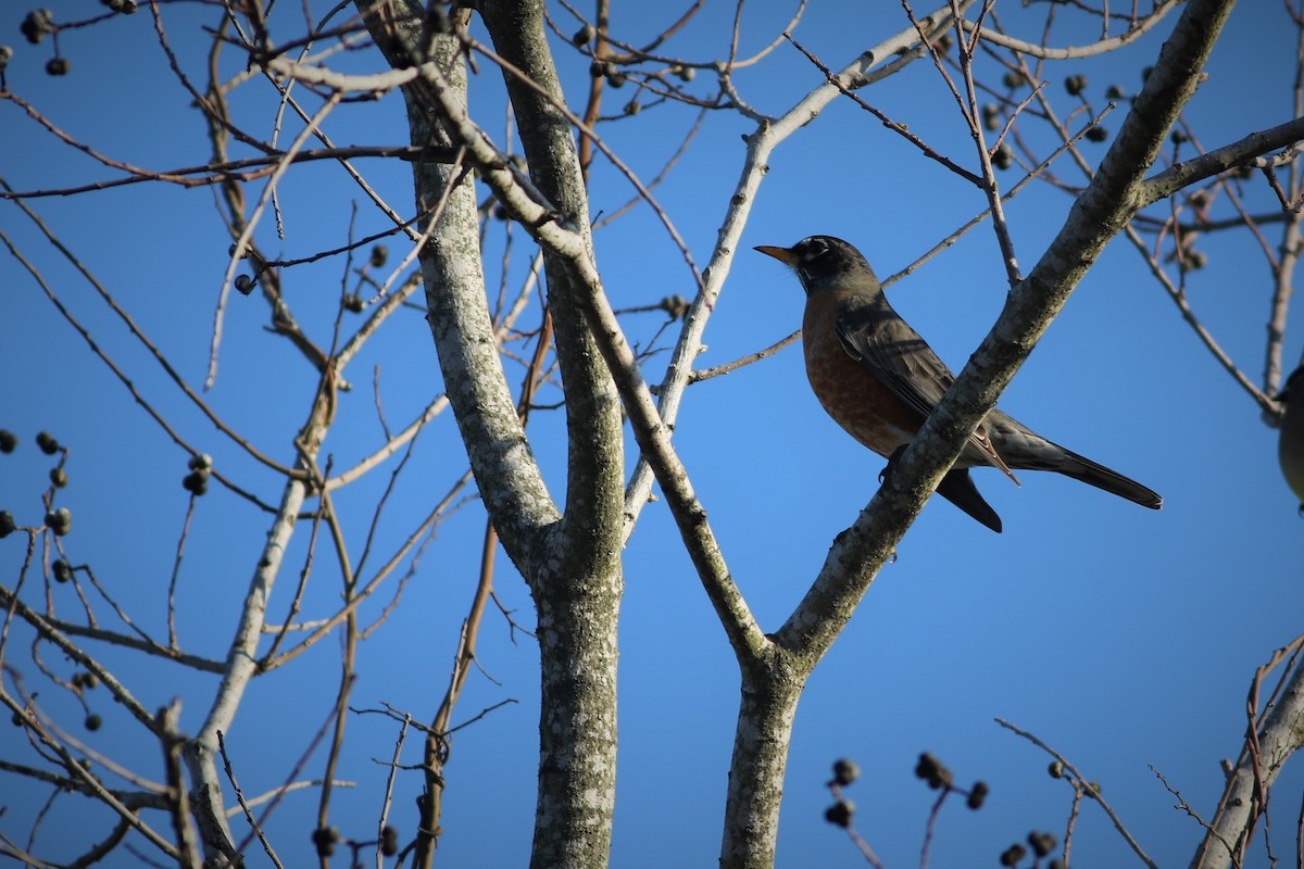 American Robin - ML526935251