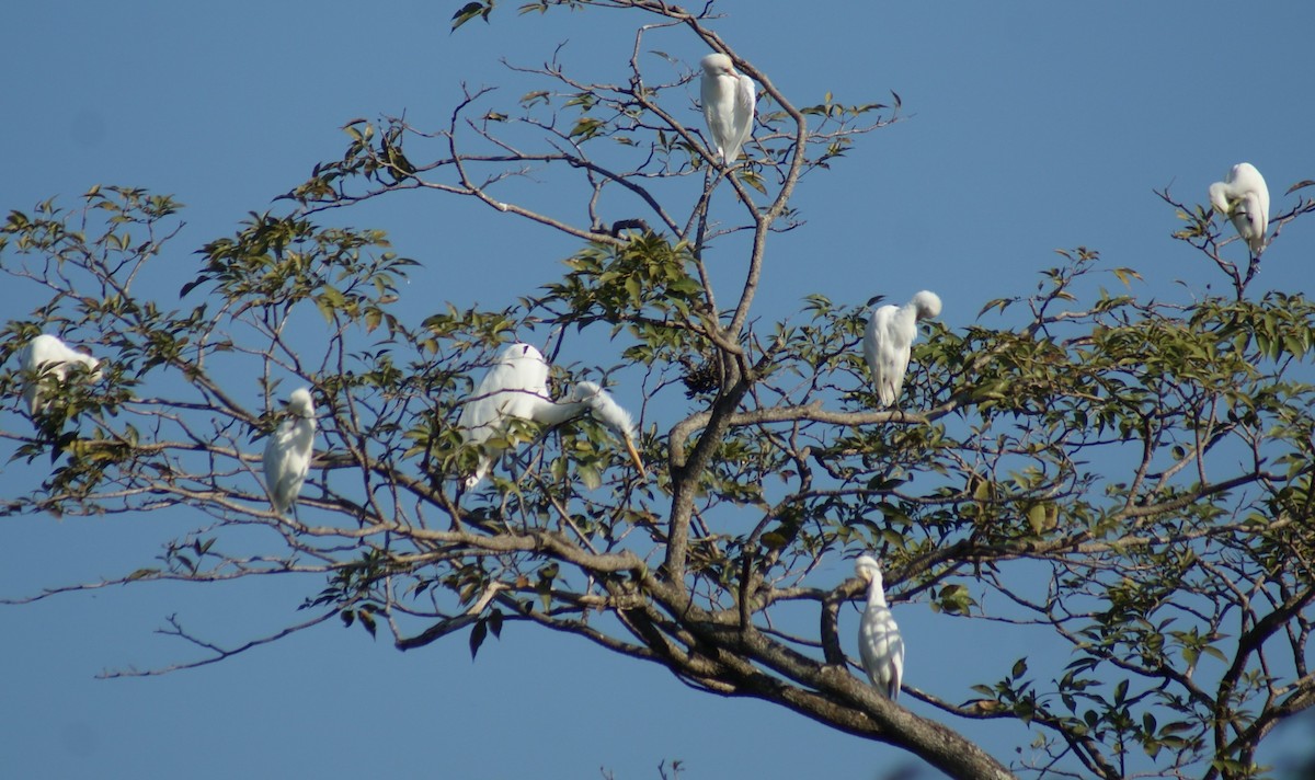 Western Cattle Egret - Nestor Herrera