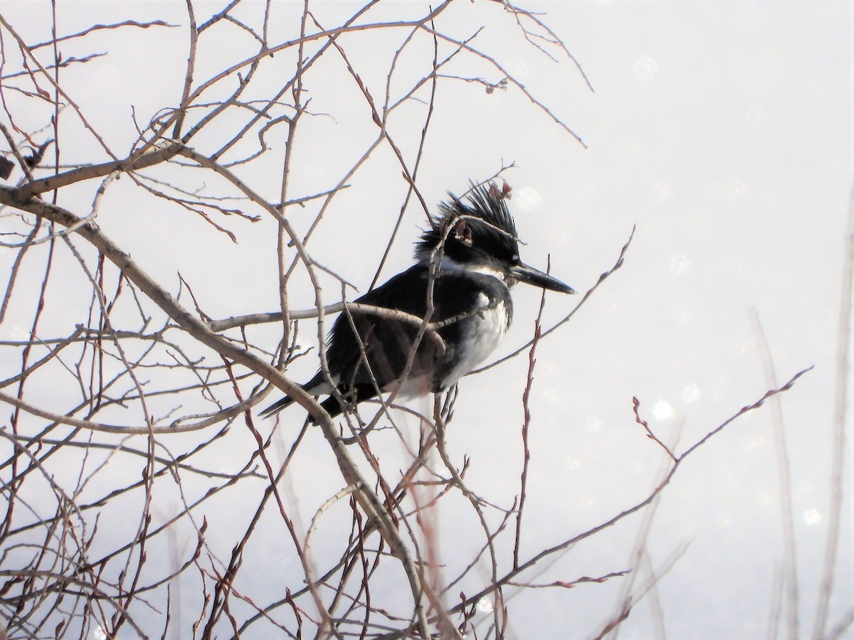 Belted Kingfisher - ML526935721