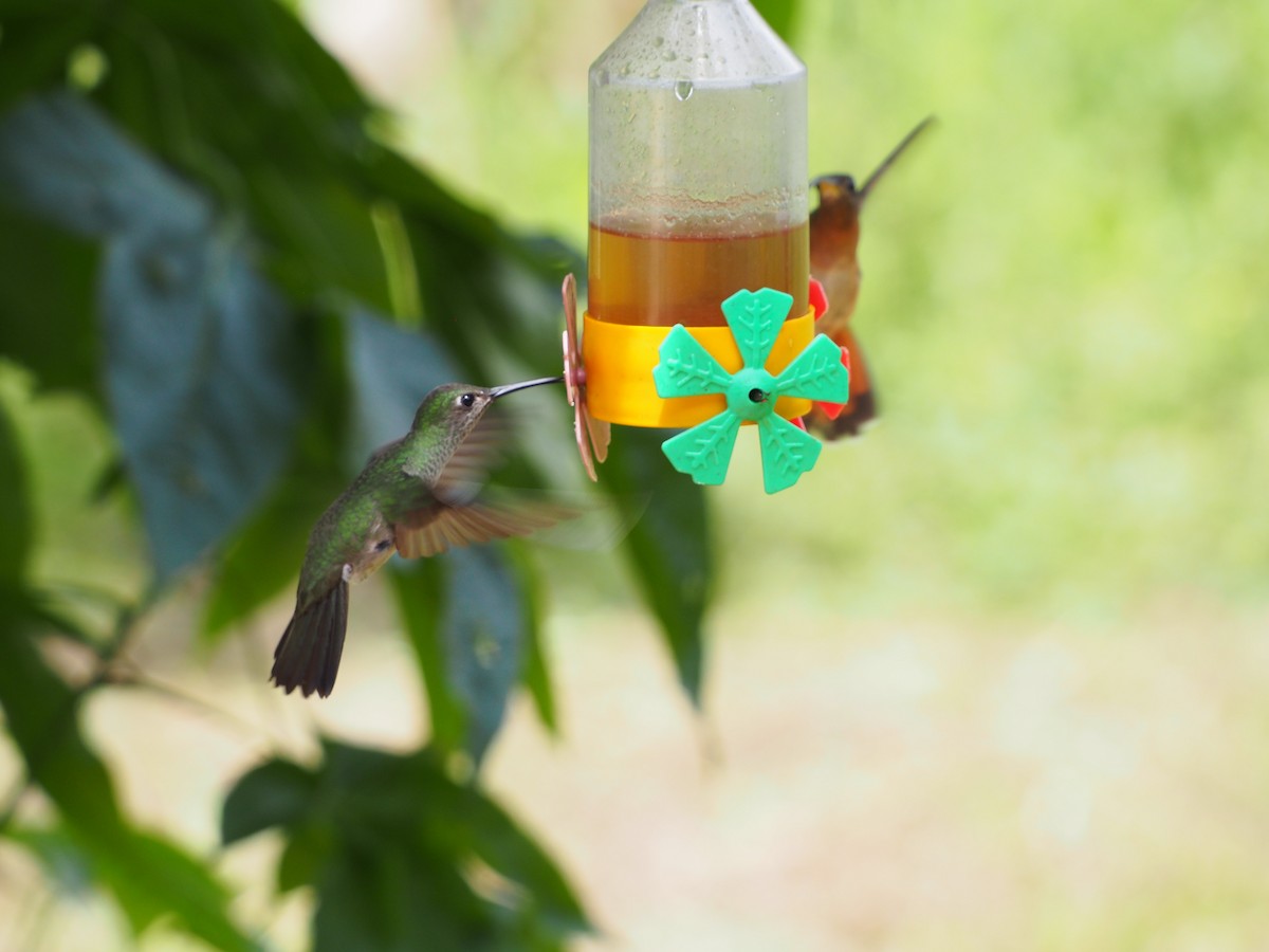 Sombre Hummingbird - Daniel Lebbin