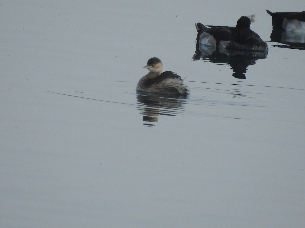 Хурган шунгуур - ML526935991