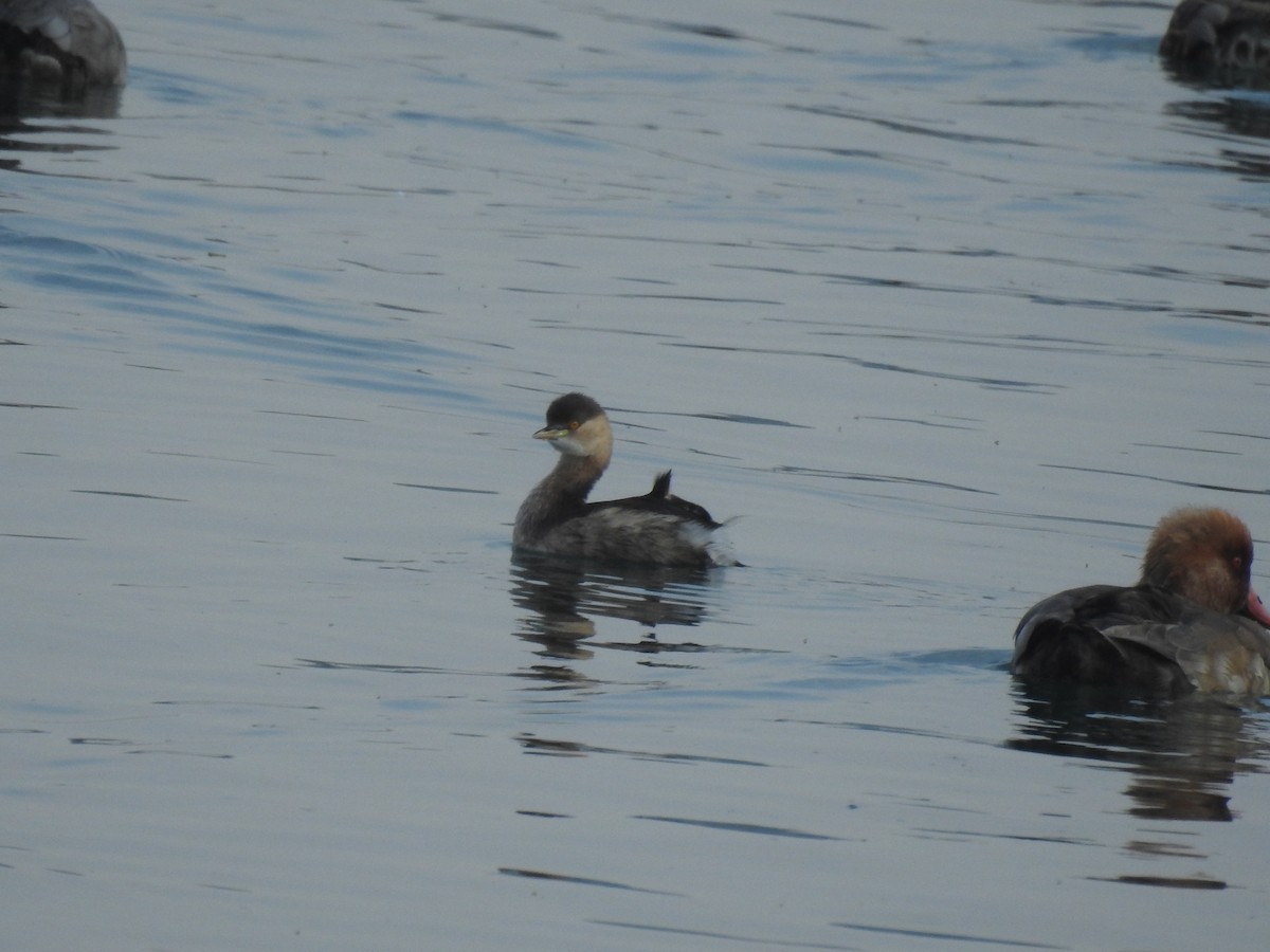 Хурган шунгуур - ML526936051