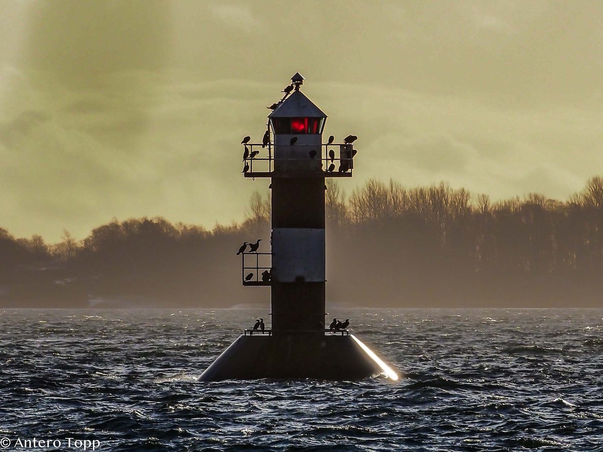 Great Cormorant - ML526936081