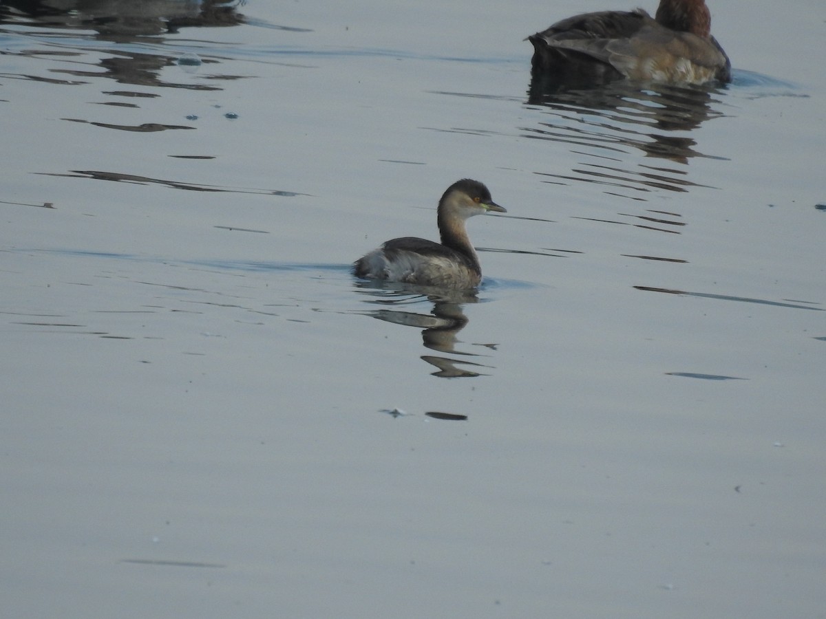 Хурган шунгуур - ML526936111