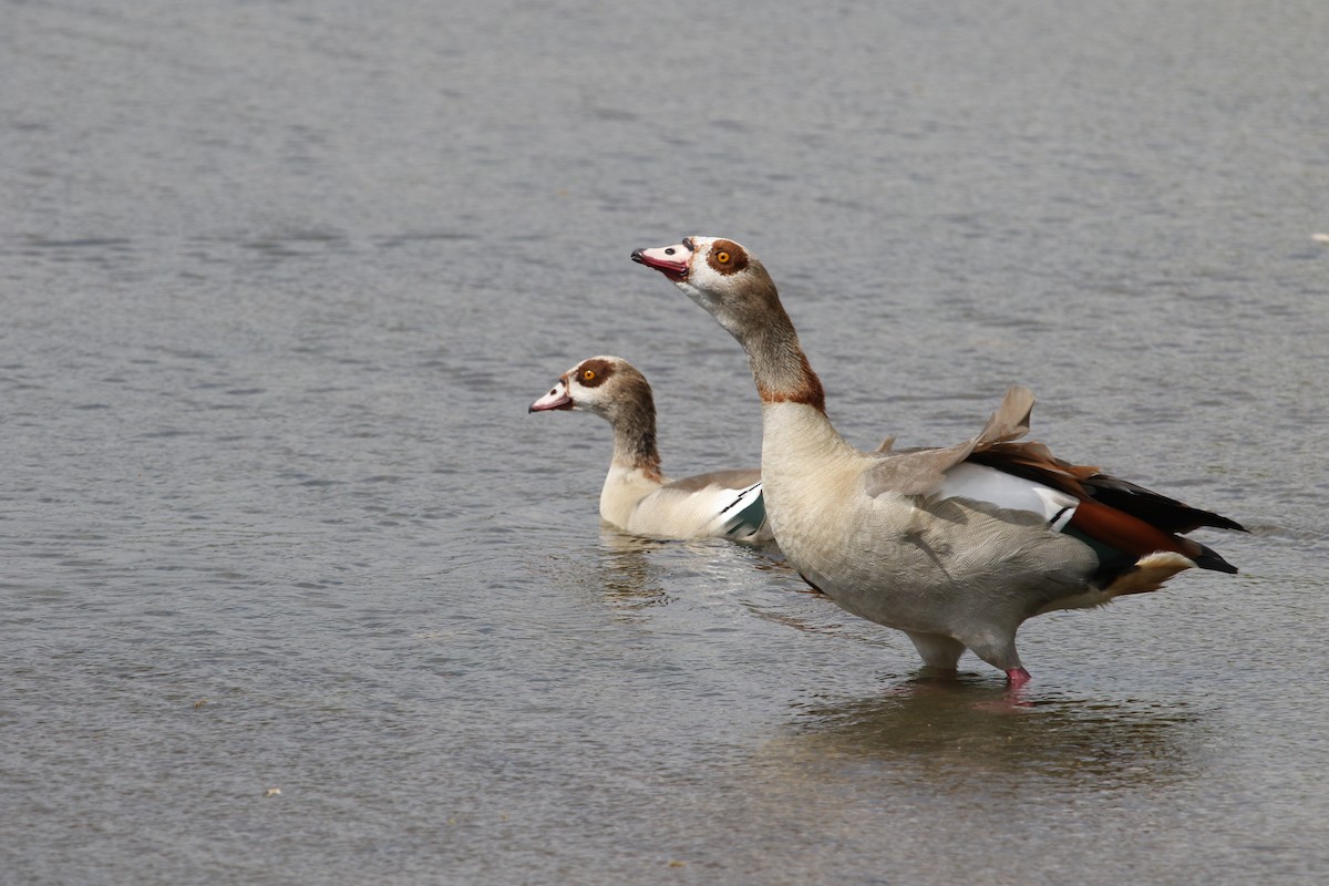 Egyptian Goose - ML52693651